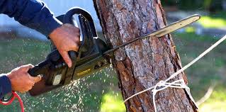 Best Tree Removal  in Shelbyville, KY