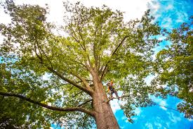 Best Tree Preservation Services  in Shelbyville, KY