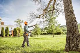 Trusted Shelbyville, KY Tree Services Experts