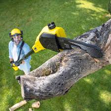 Best Tree Maintenance Programs  in Shelbyville, KY