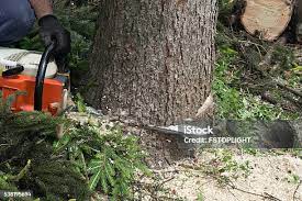 Best Root Management and Removal  in Shelbyville, KY