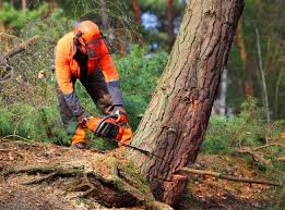 Best Storm Damage Tree Cleanup  in Shelbyville, KY