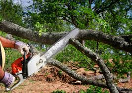 Best Fruit Tree Pruning  in Shelbyville, KY