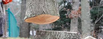 Best Stump Grinding and Removal  in Shelbyville, KY