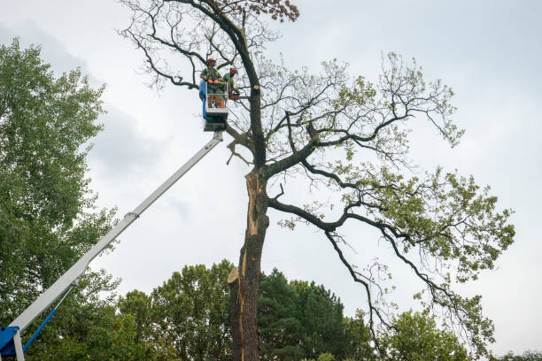 Best Storm Damage Tree Cleanup  in Shelbyville, KY