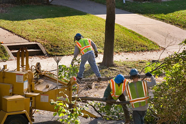 Best Palm Tree Trimming  in Shelbyville, KY