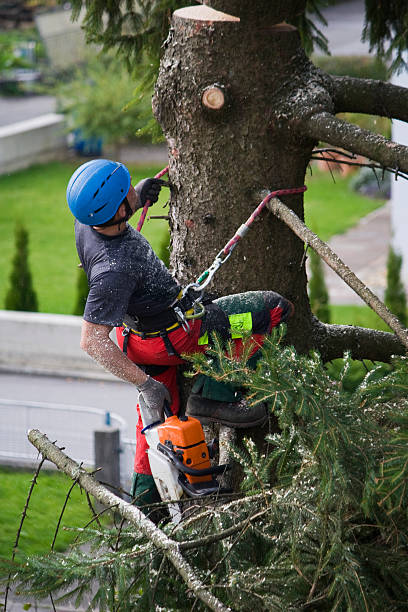 Best Leaf Removal  in Shelbyville, KY