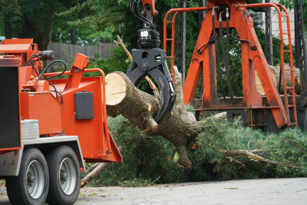 Best Lawn Drainage Solutions  in Shelbyville, KY
