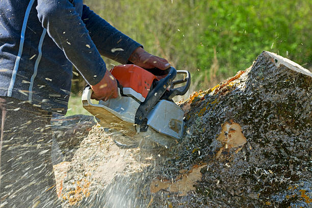 Best Lawn Watering Services  in Shelbyville, KY