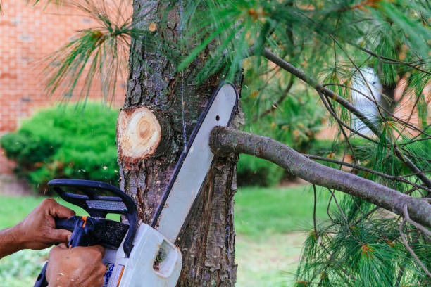 Best Tree and Shrub Care  in Shelbyville, KY